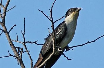 Pied Crested Cuckoo